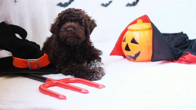 funny lagotto romagnolo puppy in halloween decor with pumpkin jack lantern, copy space. Preparing to celebrate halloween. Scary decorations, halloween holiday concept.