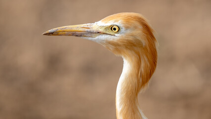 Cattle Egret