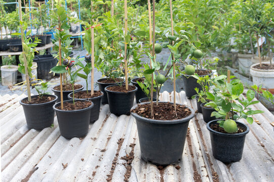 planting lime fruits on cement curve to nursery gardening organic for product. New way to productive hurb and food from nature do not panting to earth