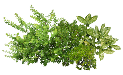 植物の寄せ植え