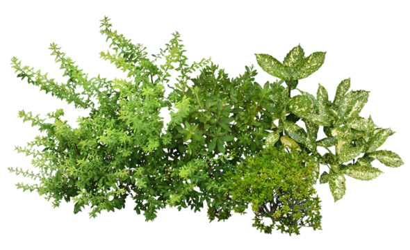 植物の寄せ植え