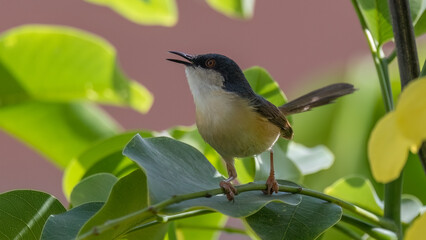 Ashy Prinia