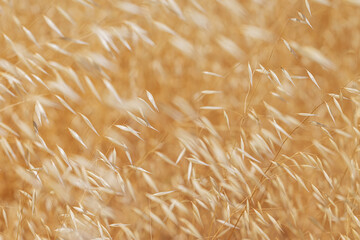 Dry grass close-up, selective focus