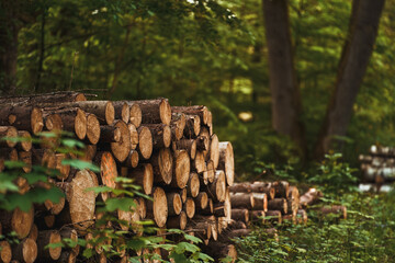 Forest pine and spruce trees. Log trunks pile, the logging timber wood industry.