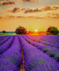 Fototapeta premium Lavender field summer sunset landscape