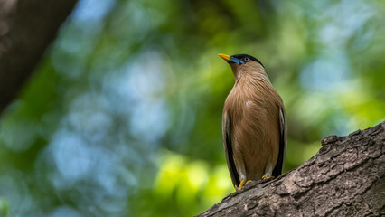 Brahminy Starling