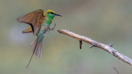 Green Bee-Eater