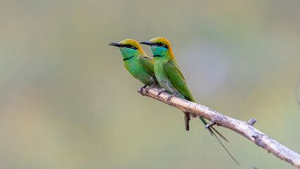 Two Green Colour birds perched on a single twig