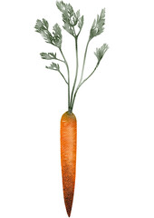 Watercolor carrot covered with soil. Autumn, harvest