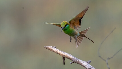 Green Bee-Eater