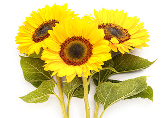 Obraz premium Beautiful sunflowers on white background