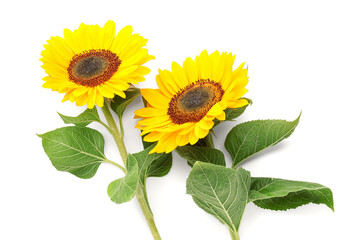 Beautiful sunflowers on white background