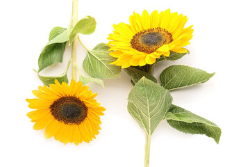 Beautiful sunflowers on white background