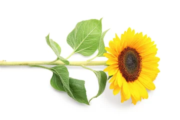 Rolgordijnen Beautiful sunflower on white background © Pixel-Shot