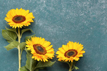 Beautiful sunflowers on green background