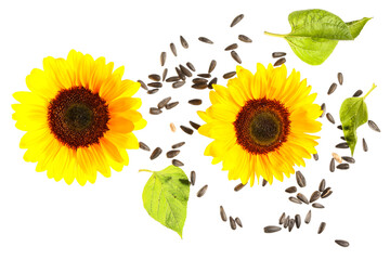 Flying sunflowers with seeds on white background