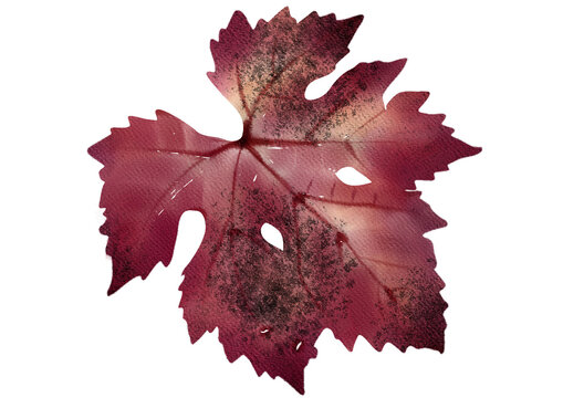 Watercolor red maple leaf,  white background. 