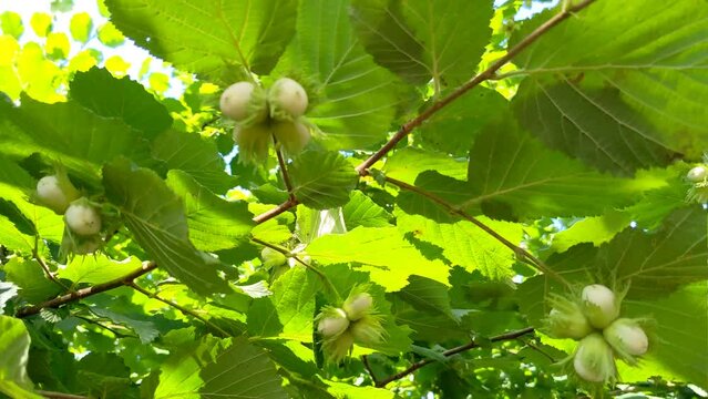 Hazelnut with green leaves on a hazel grove branch.