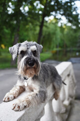 medium-sized grey dog in the park. Schnauze.