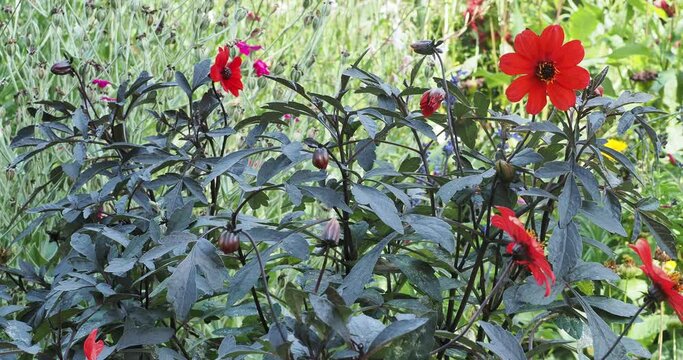 (Dahlia x hortensis) Dahlias nains &agrave; fleurs rouges d&eacute;coratives et bourgeons au sommet de tiges ramifi&eacute;es, feuilles sombres oppos&eacute;es et divis&eacute;es en folioles &agrave; reflets noir fr&eacute;missant dans le vent