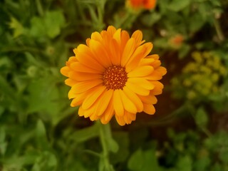 Orange flower in the garden