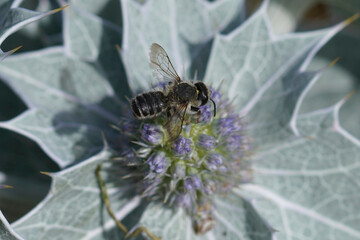 Closeup on a male Leafcutter bee, Megachile on a blue seaside eryngo, Eryngium maritimum