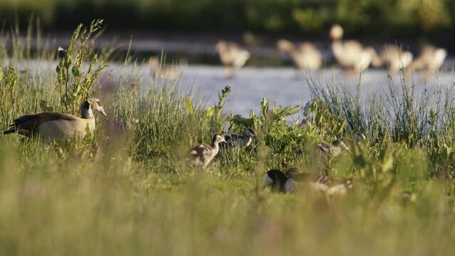 Close up of a small family of geese walking through the tall grass in the wetlands, slow motion
