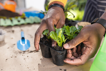 Hands of african american man planting in sunny garden