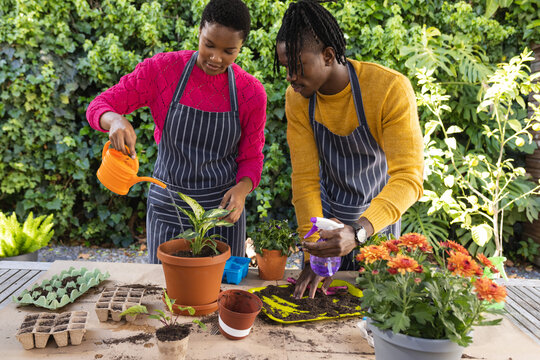 Happy african american couple in aprons planting in sunny garden