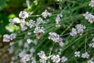 Fototapeta na wymiar White Lavender at Lavender Farm or domestic garden with bees