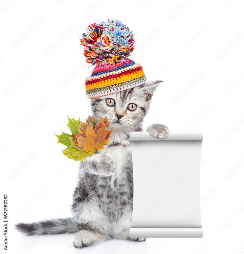Poster cute kitten wearing a warm hat with pompon standing on hind legs and holding dry colorful leaves sho