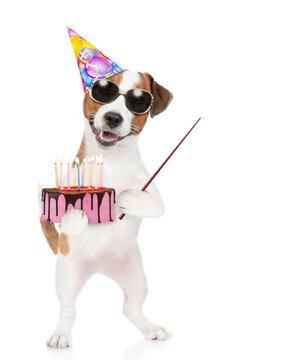 Jack russell terrier puppy wearing sunglasses and party cap holds birthday cake with birning candles and points away on empty space. Isolated on white background