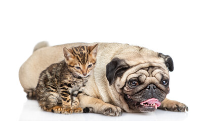 Obraz premium Pug dog lying with tiny bengal kitten. isolated on white background