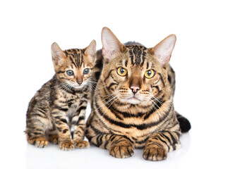 Fototapeta na wymiar Adult bengal cat and tiny kitten lying together and looking at camera. isolated on white background