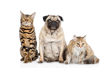 Pug dog sitting with adult cats. Pets look at camera together. isolated on white background