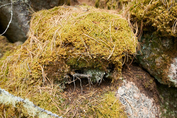 Moss and lichen growing on a stone in the forest.
