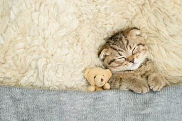 Cute kitten lying with favorite toy bear under white warm blanket on a bed at home.Top down view....