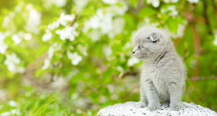 Fold kitten sits on basket at sunny spring park between apple blossoms. Empty space for text