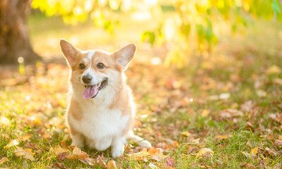 Cute pembroke welsh corgi sits at autumn park in sunset. Empty space for text