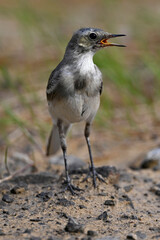 young White wagtail // junge Bachstelze (Motacilla alba) 