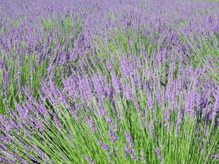 The smell of lavender has a calming effect
