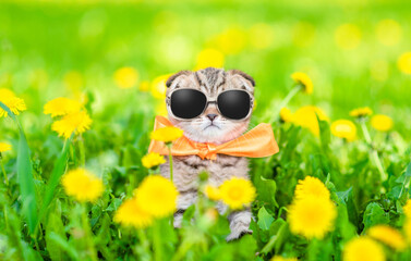 Tiny kitten wearing sunglasses and tie bow sits on dandelion lawn