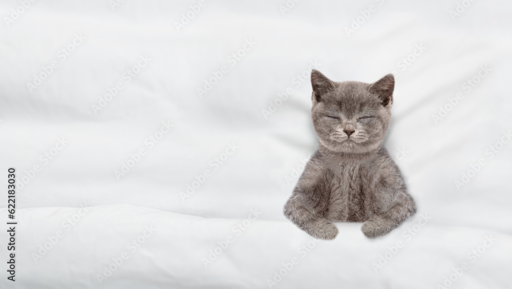 Poster funny kitten sleeps under blanket on a bed at home. top down view. empty space for text