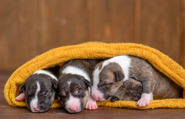 Three tiny newborn Bull terrier   puppies sleep together under a warm plaid