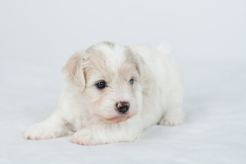 Playful Bichon Frise puppy lying on a bed at home