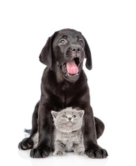 Yawning black Labrador puppy hugs tiny kitten. Isolated on white background