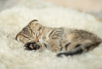 Cozy tabby kitten sleeps on a bed at home
