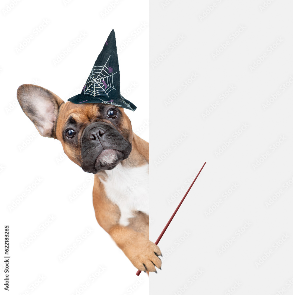 Poster french bulldog puppy wearing hat for halloween looks from behind empty white banner anf points away 