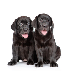 Two Black labrador retriever puppies sitting together and looking at camera. Isolated on white background