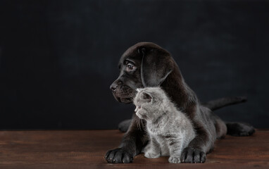 Black labrador puppy hugs tiny kitten on dark background. Pets look away on empty space together